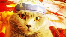 cat