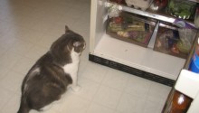 cat