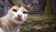 cat