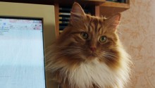 cat