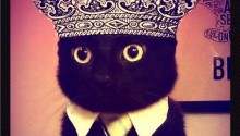 cat