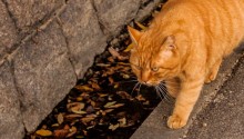 cat