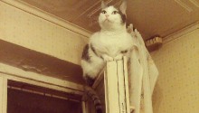 cat