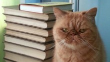 cat