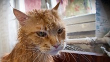 cat
