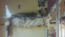 cat