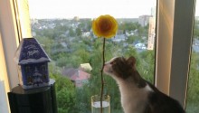 cat