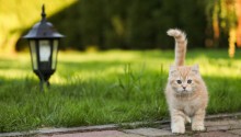 cat