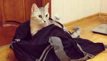 cat
