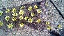 cat