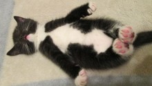 cat