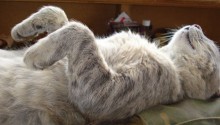 cat