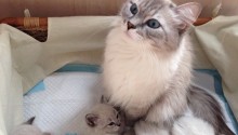 cat
