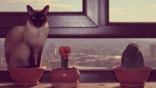 cat