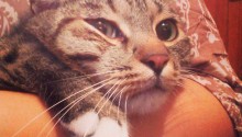 cat