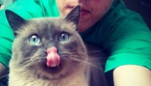 cat