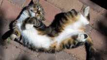 cat