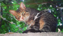 cat