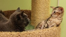cat