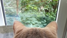 cat