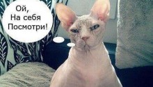 cat