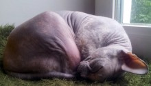 cat