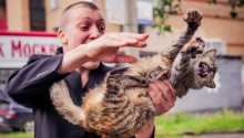 cat