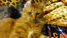 cat