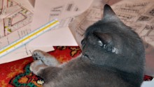 cat