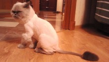 cat