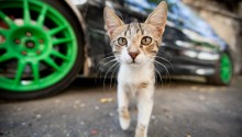 cat