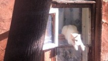 cat