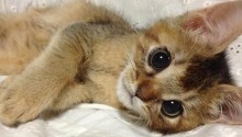 cat