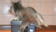cat