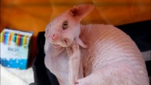 cat