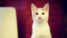 cat