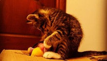 cat