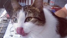 cat