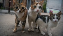 cat