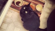 cat
