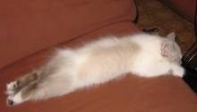 cat