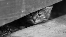 cat