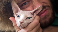 cat