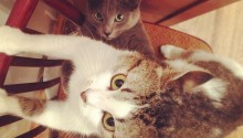 cat