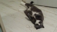 cat