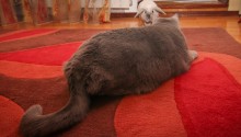 cat