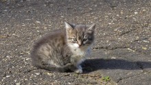 cat