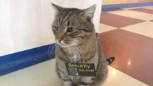 cat
