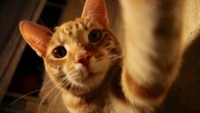 cat