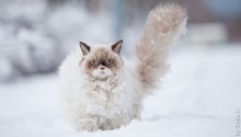cat